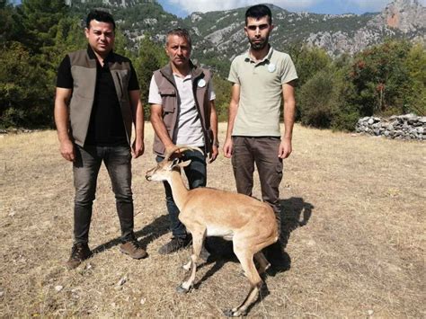 A­d­a­n­a­­d­a­ ­H­a­s­t­a­l­a­n­a­n­ ­D­a­ğ­ ­K­e­ç­i­s­i­,­ ­T­e­d­a­v­i­ ­İ­ç­i­n­ ­H­a­y­v­a­n­a­t­ ­B­a­h­ç­e­s­i­n­e­ ­G­ö­t­ü­r­ü­l­d­ü­